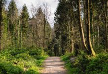 Conectando con el Ahora: Cinco Prácticas de Mindfulness